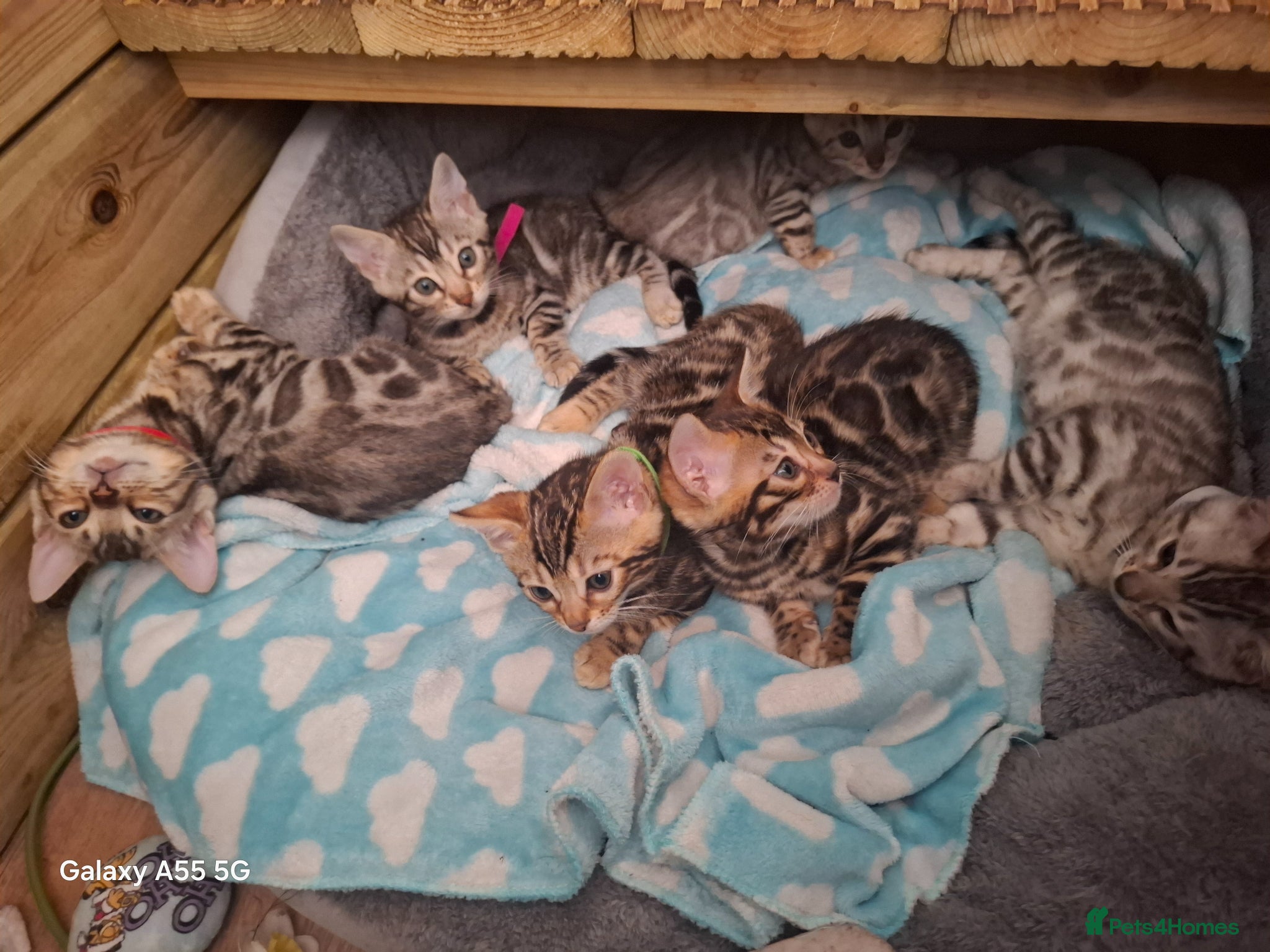 Bengal cats Outstanding Bengal Kittens – 5★ Licensed Cattery - Advert 1