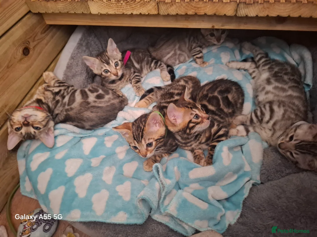 Bengal cats for sale: Outstanding Bengal Kittens – 5★ Licensed Cattery - Advert 1