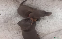 Miniature Dachshund dogs for sale: Miniature dachshund  - Image 14