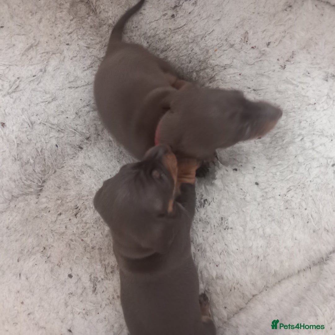 Miniature Dachshund dogs for sale: Miniature dachshund  - Image 14