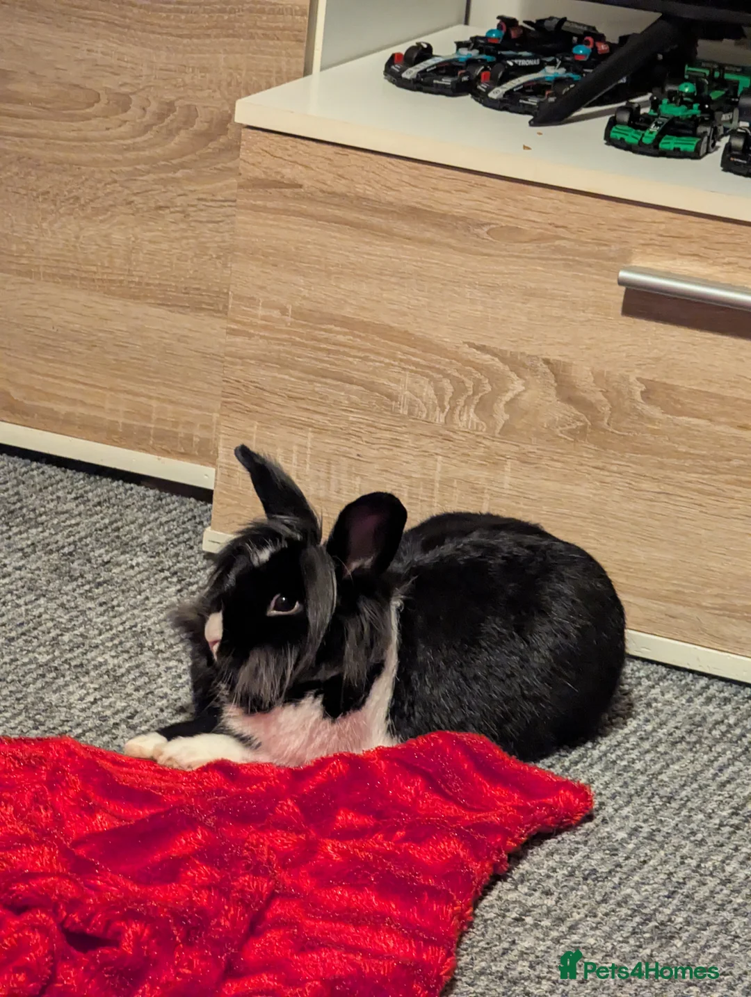 Lionhead rabbits for sale: Rabbit  - Advert 1