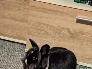 Lionhead rabbits Rabbit - Advert 1