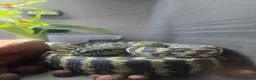 Python Snake reptiles for sale: Coastal carpet python  - Advert 2