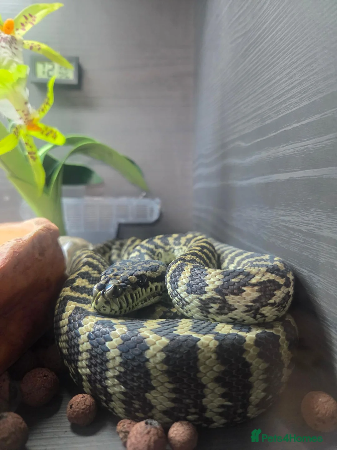 Python Snake reptiles for sale: Coastal carpet python  - Advert 2