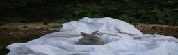 Mini Lop rabbits for sale: ✨Beautiful Mini Lop Bunnies, ready from 21st June✨ - Advert 5