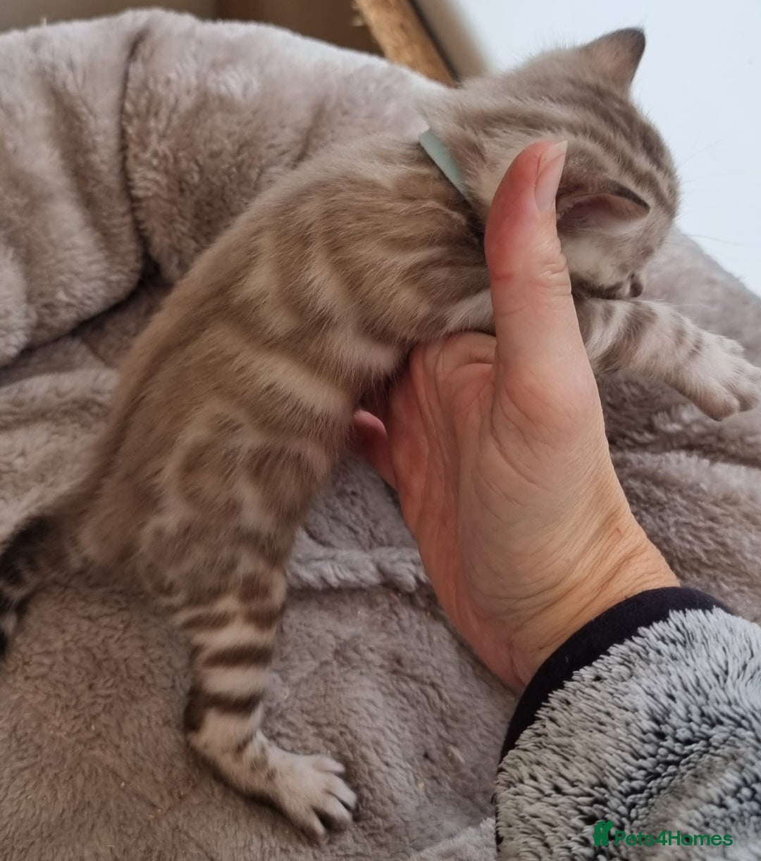 Bengal cats for sale: TICA Registered Bengal Kittens–Ready End Nov 25 - Image 10