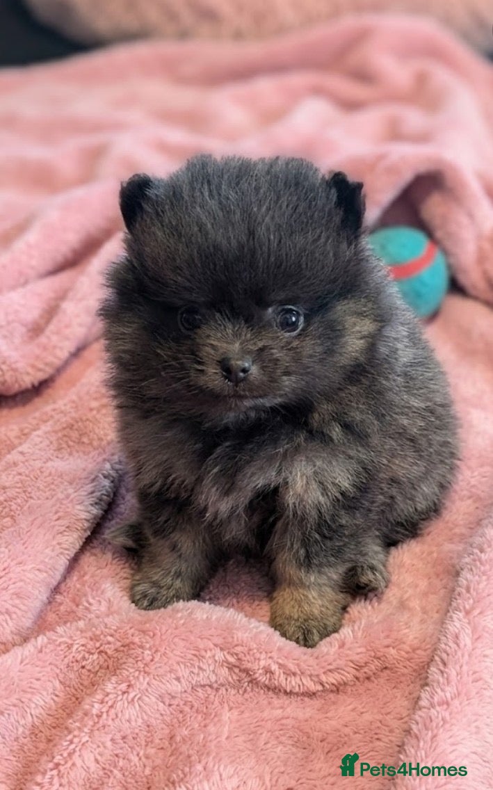 Pomeranian dogs for sale: Stunning little Pom pups  - Advert 1