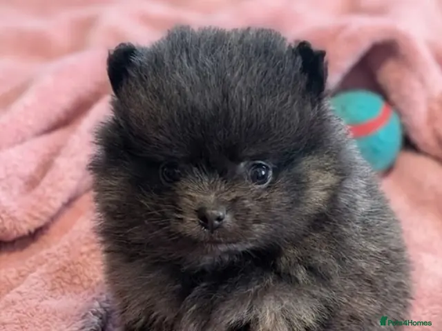 Pomeranian dogs for sale: Stunning little Pom pups - Advert 1