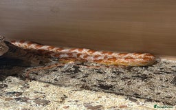 Corn Snake reptiles for sale: Corn snake  - Image 2