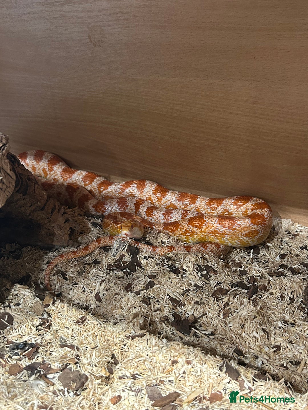 Corn Snake reptiles for sale: Corn snake  - Image 2