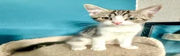 Mixed Breed cats for sale: Gorgeous tabby and white female Kitten - Elsie - Advert 9
