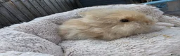 Lionhead rabbits for sale: Double maned lionhead babies 3 left! - Advert 5