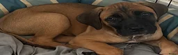Cane Corso dogs for sale: Ready now 4 beautiful caneCorso pups - Advert 11