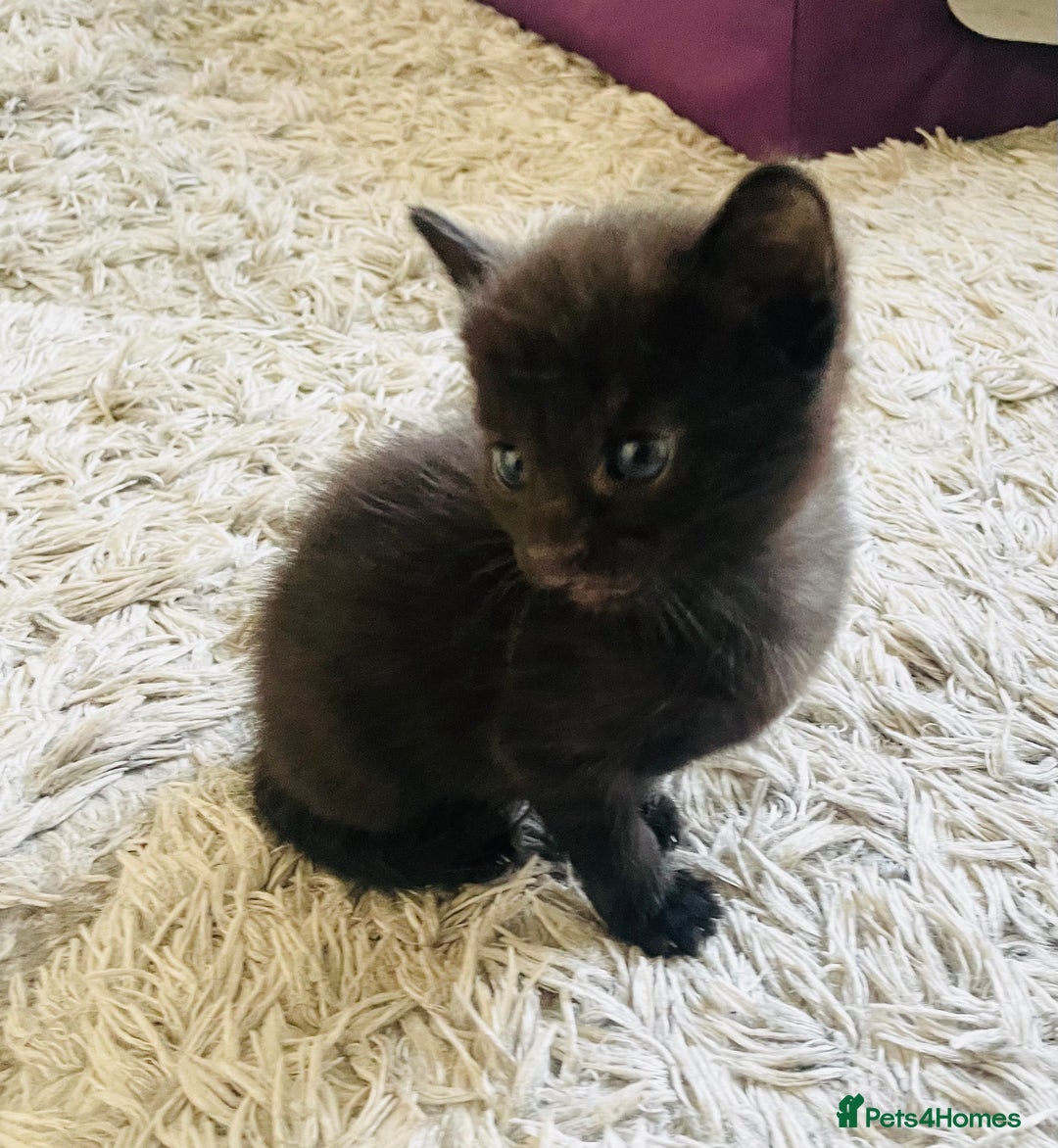 Russian Blue cats for sale: Russian blue mix  - Image 4