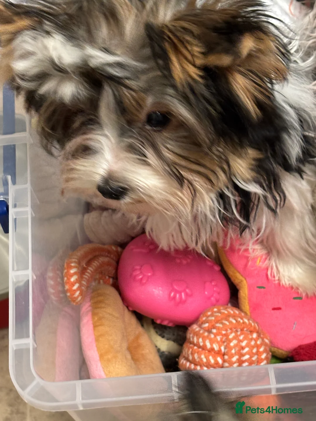 Yorkshire Terrier dogs for sale: Beautiful ned (pedigree name) - Advert 16