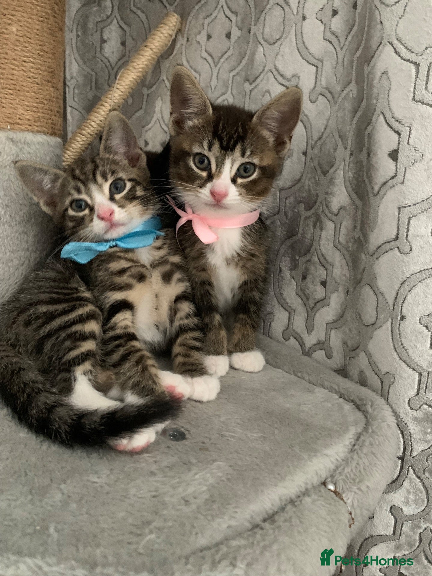 Mixed Breed cats for sale: British Longhair x Domestic shorthair kittens - Advert 1