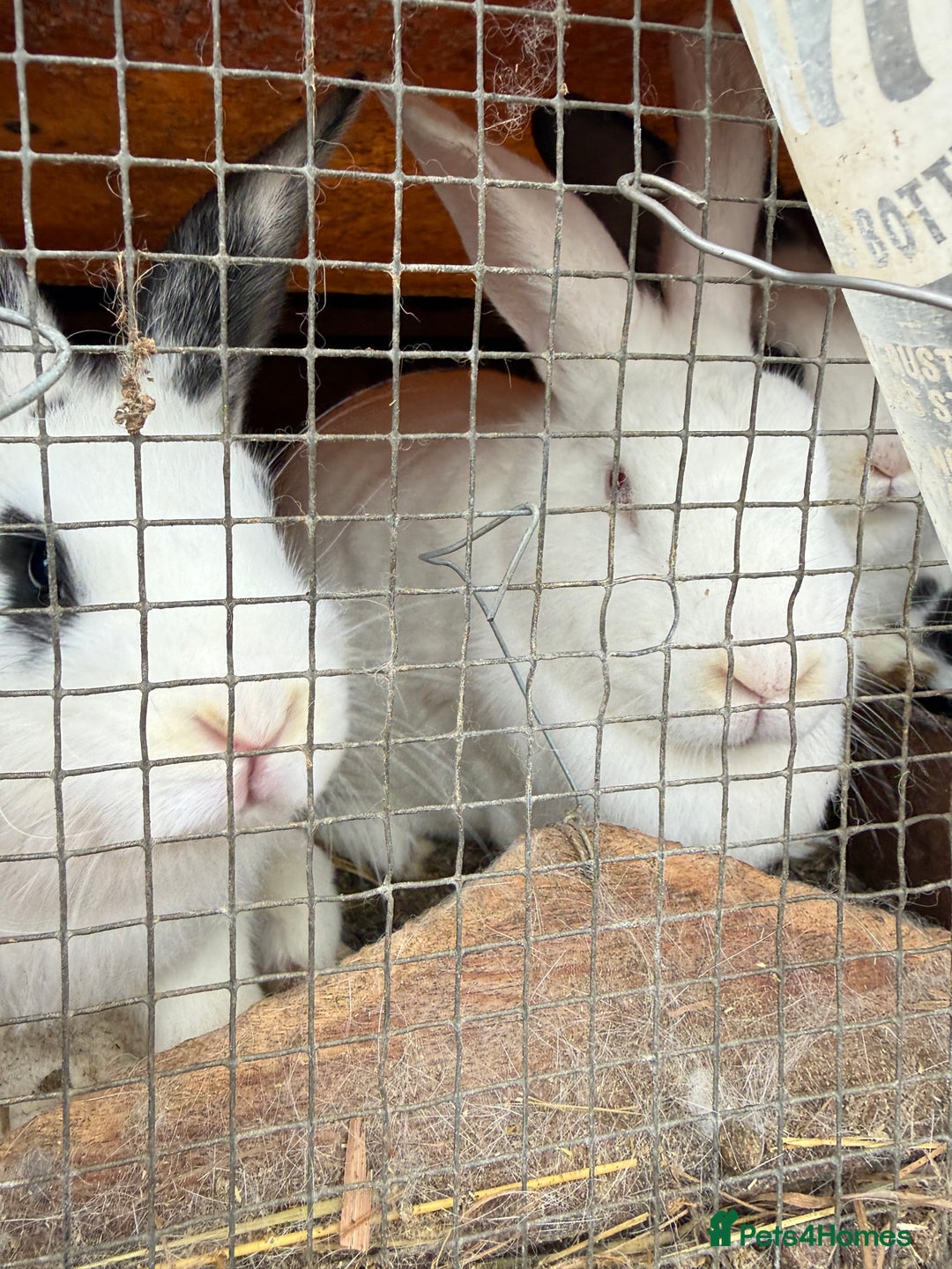 Californian rabbits for sale: Rabbits for you  - Advert 8