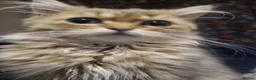 Persian cats for sale: Beautiful Golden Persian chinchilla Male  in Ashbourne - Advert 2