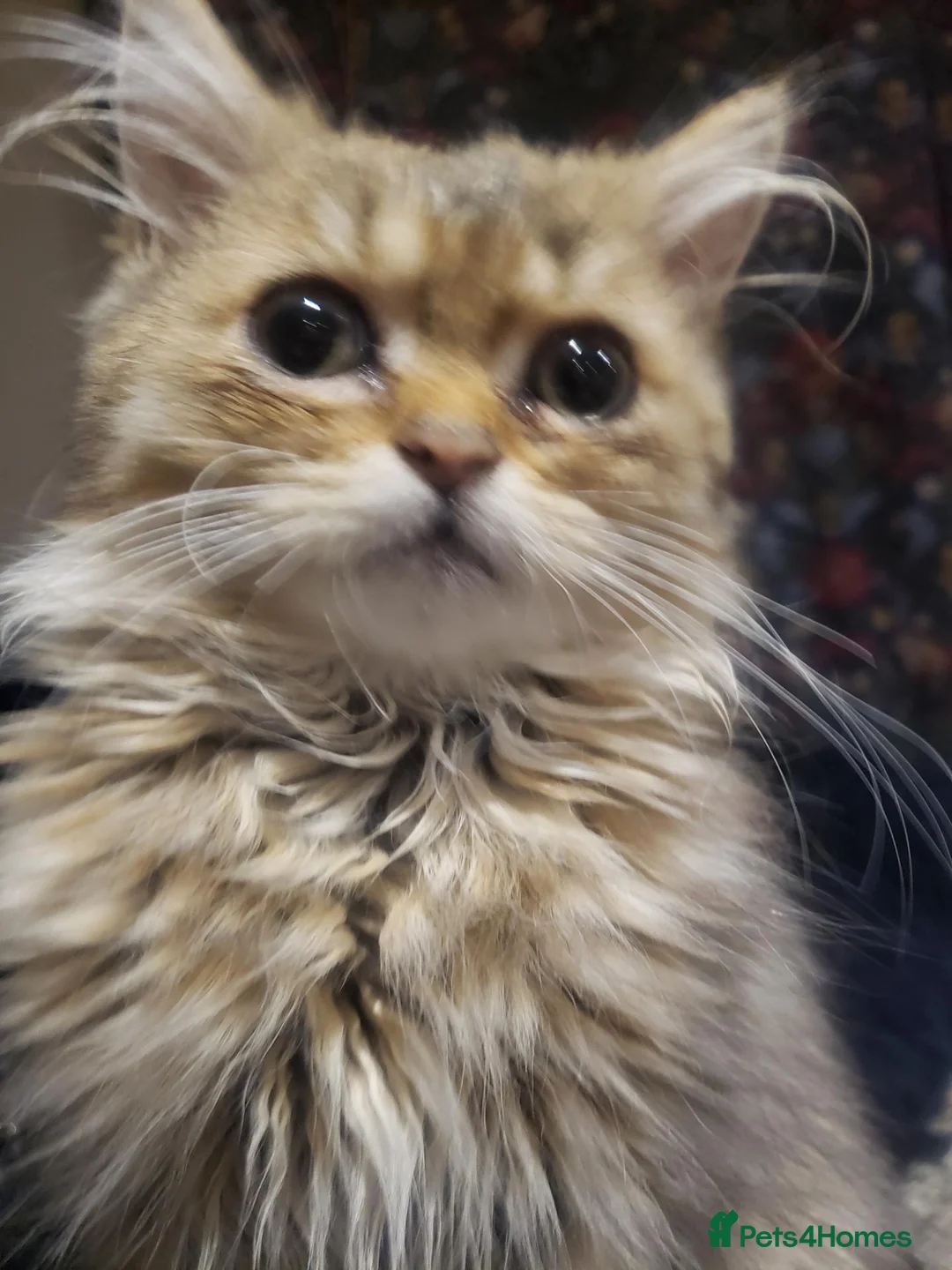 Persian cats for sale: Beautiful Golden Persian chinchilla Male  in Ashbourne - Advert 2