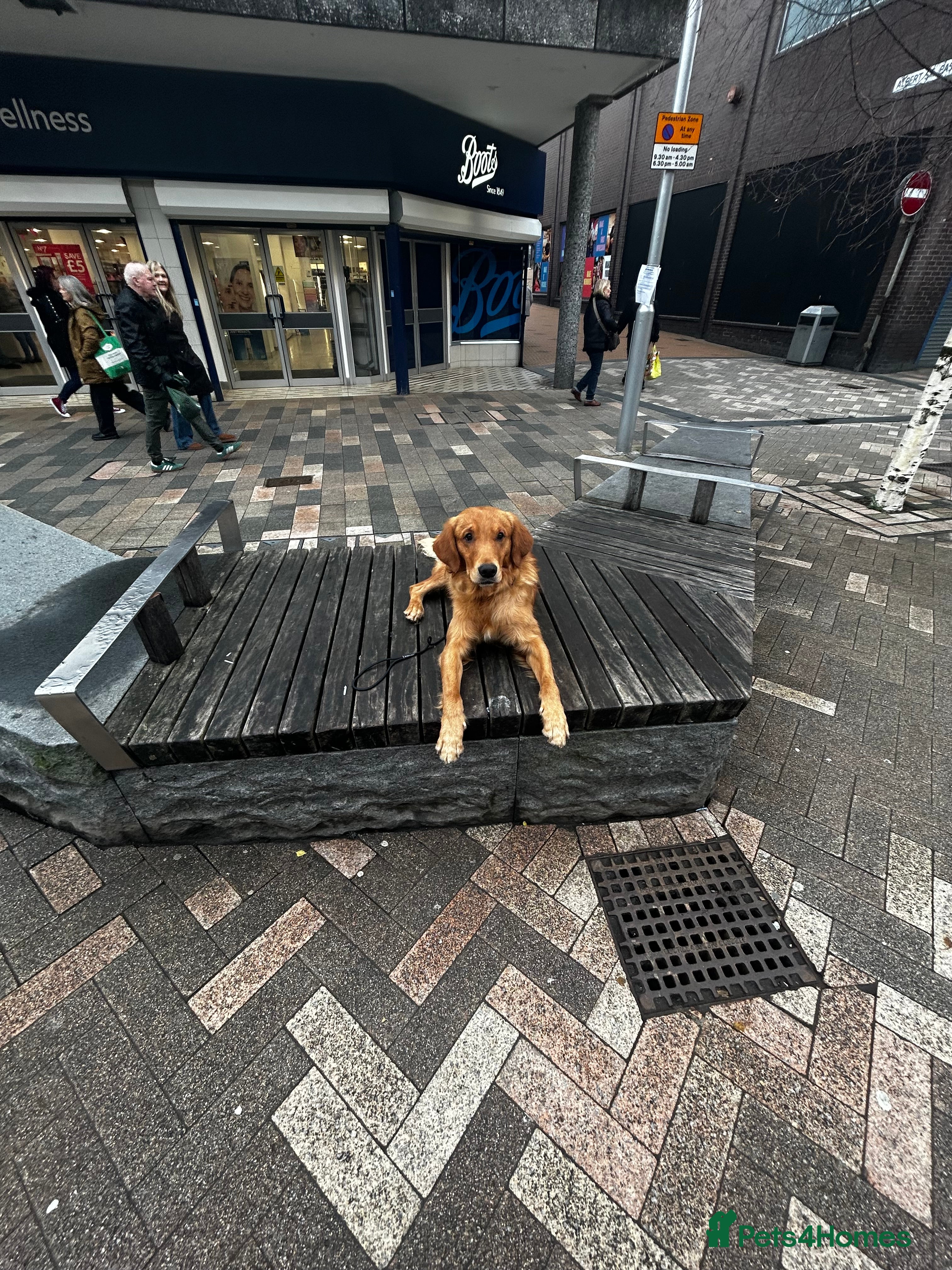 Golden Retriever dogs Trained Golden Retriever for sale  - Advert 18