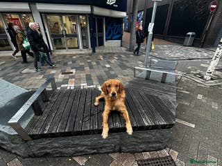 Golden Retriever dogs Trained Golden Retriever for sale - Advert 17