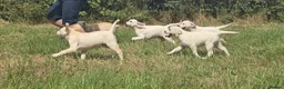 Labrador Retriever dogs for sale: Labrador puppies in Craigavon - Advert 8