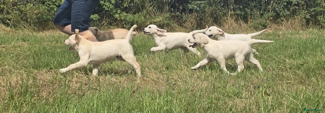 Labrador Retriever dogs for sale: Labrador puppies in Craigavon - Advert 8