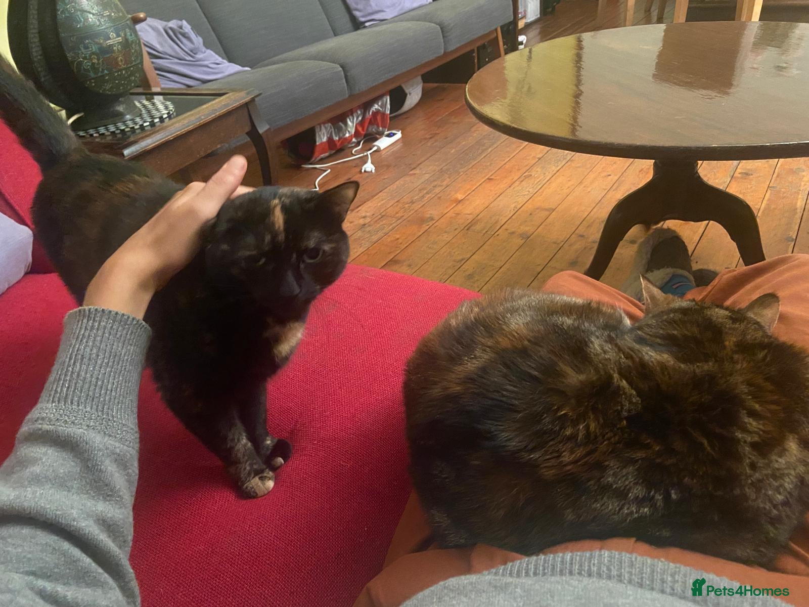 Mixed Breed cats for sale: Free: Tigrina and Ombra, sweet and playful sisters - Advert 3