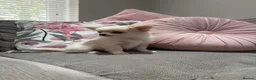 Chihuahua dogs for sale: Outstanding Long Coat Males in Washington - Advert 3