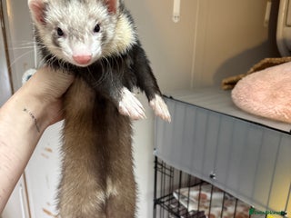 Ferret rodents - Advert 14