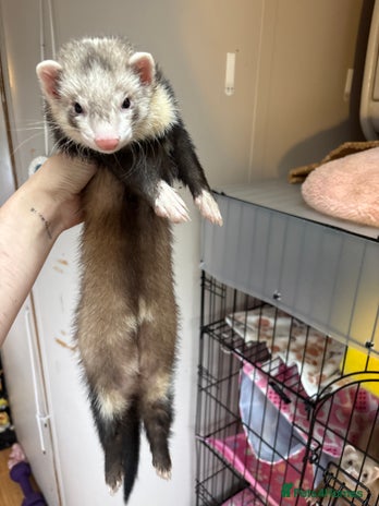 Ferret rodents - Advert 2