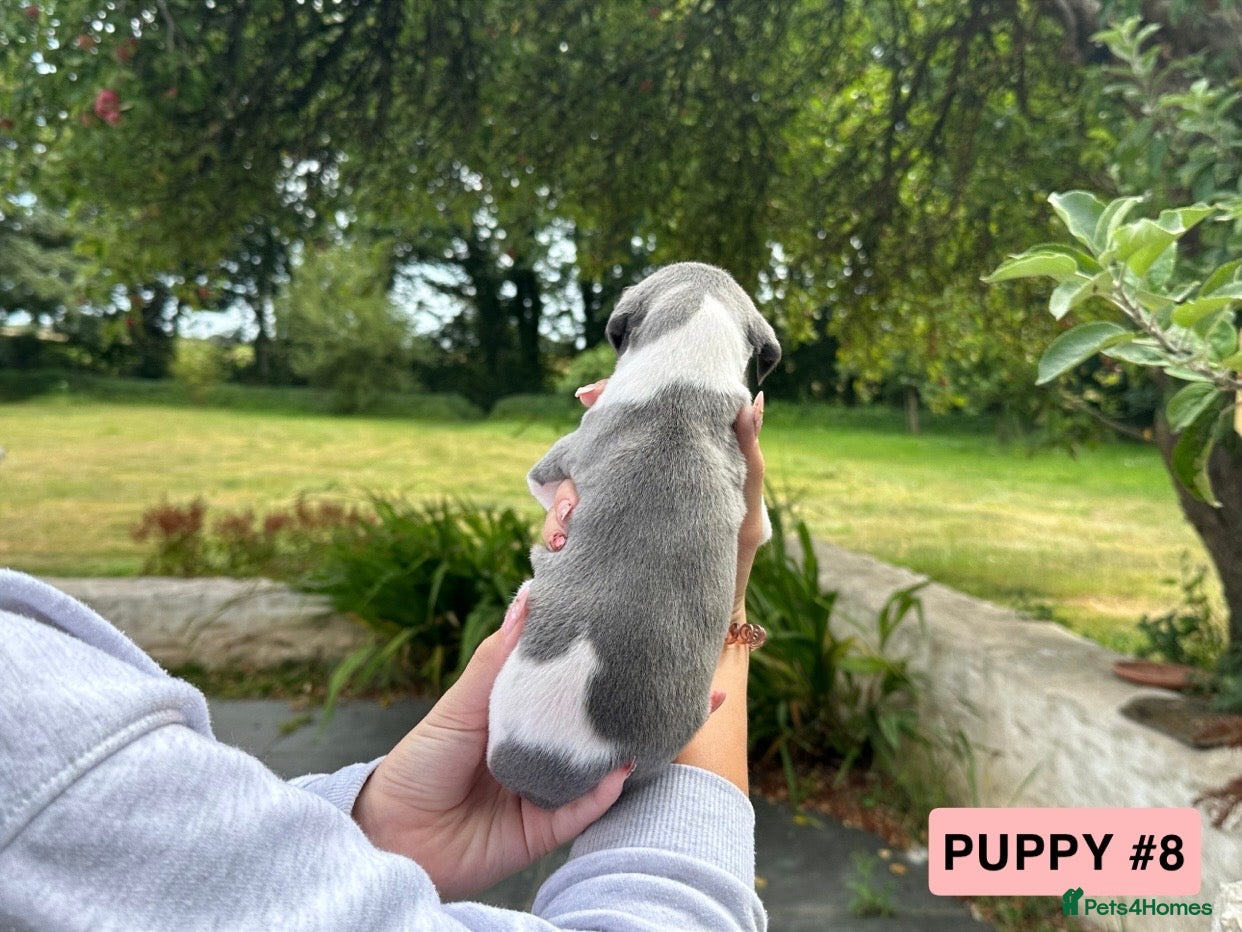 Whippet dogs 🐾 Beautiful Whippet Puppies Available 🐾 - Advert 2