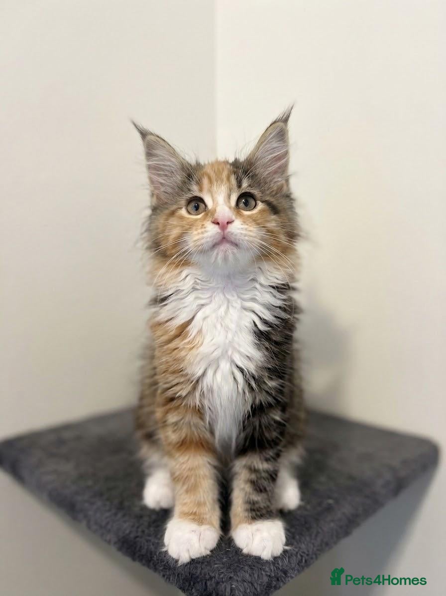 Maine Coon cats for sale: 👑World Champion Bloodlines - Advert 1