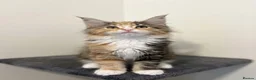 Maine Coon cats for sale: 👑World Champion Bloodlines - Advert 1