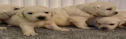 Golden Retriever dogs for sale: Super fluffy cream pups in Newark - Advert 8