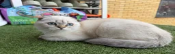 Scottish Fold cats for sale: 🐾 Stunning Scottish Fold Girl  🐾 - Advert 5
