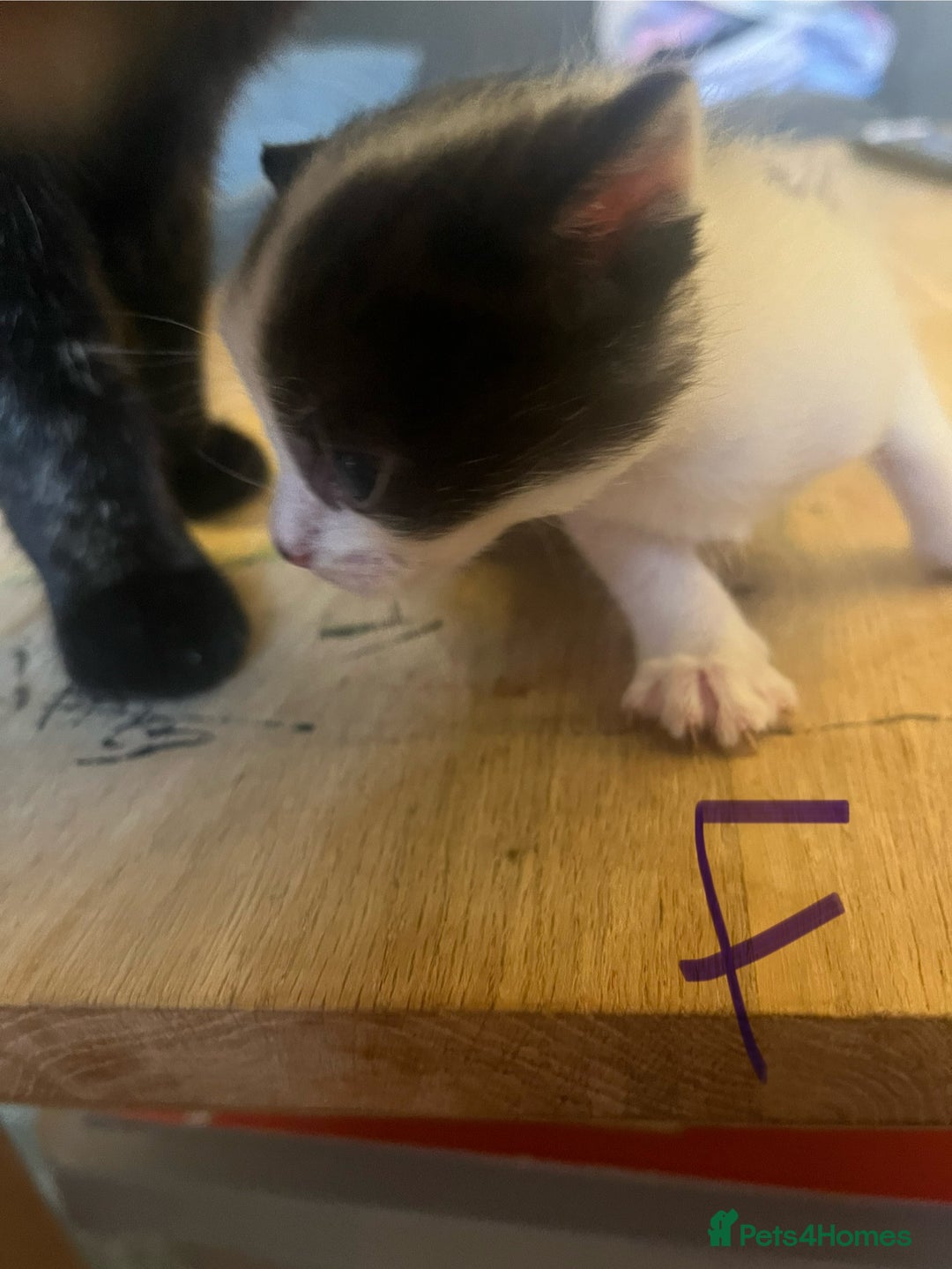 British Shorthair cats for sale: 1 female and 3 toms - Image 7