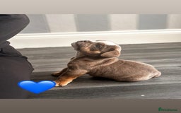 English Bulldog dogs for sale: English Bulldog pups - Advert 1