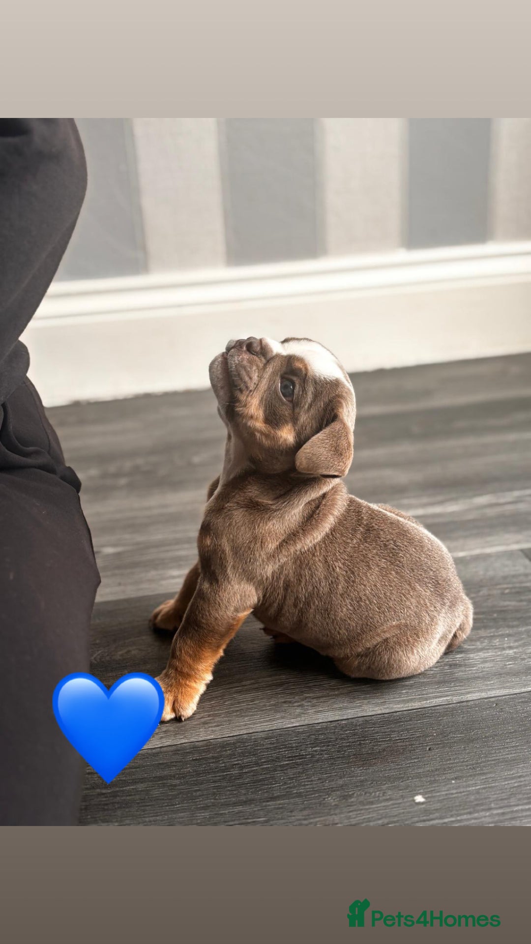 English Bulldog dogs for sale: English Bulldog pups - Advert 1