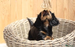 Miniature Dachshund dogs for sale: KC Health tested Licensed breeder 12 years exp - Image 31
