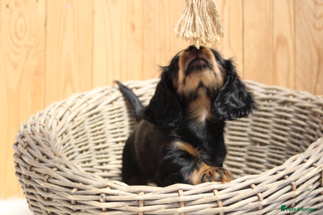 Miniature Dachshund dogs for sale: KC Health tested Licensed breeder 12 years exp - Image 31