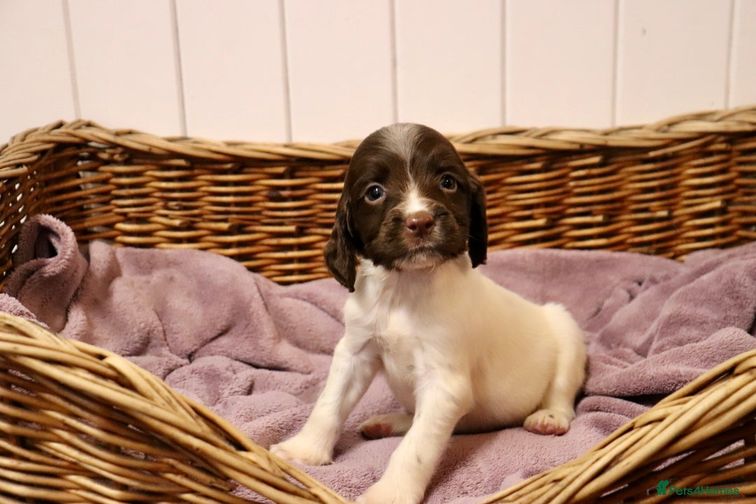 English Springer Spaniel dogs for sale: Working Bred Springer Spaniel Puppies For Sale.  - Image 15