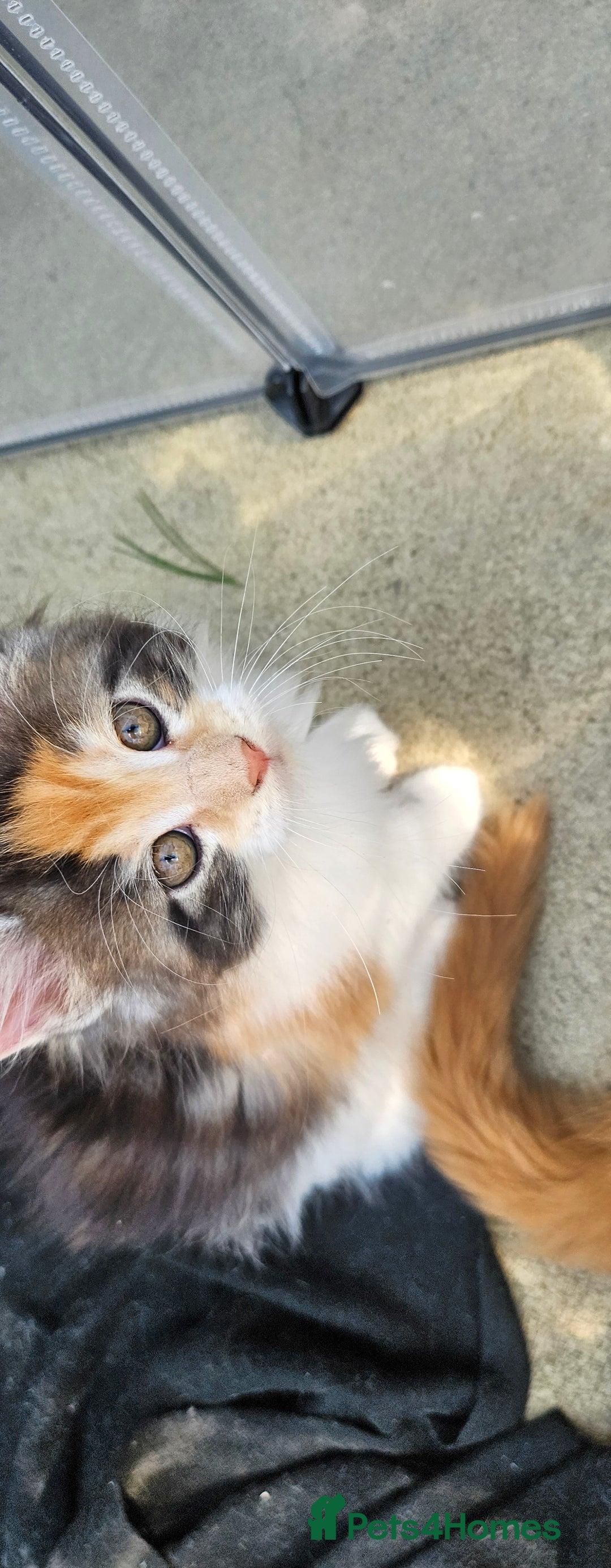 Maine Coon cats for sale: Last female. Tortie with white.  - Image 6