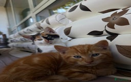 Mixed Breed cats for sale: 1 male 1 female kitten for sale  - Image 2