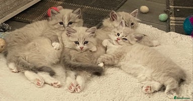 Siberian cats - Advert 12