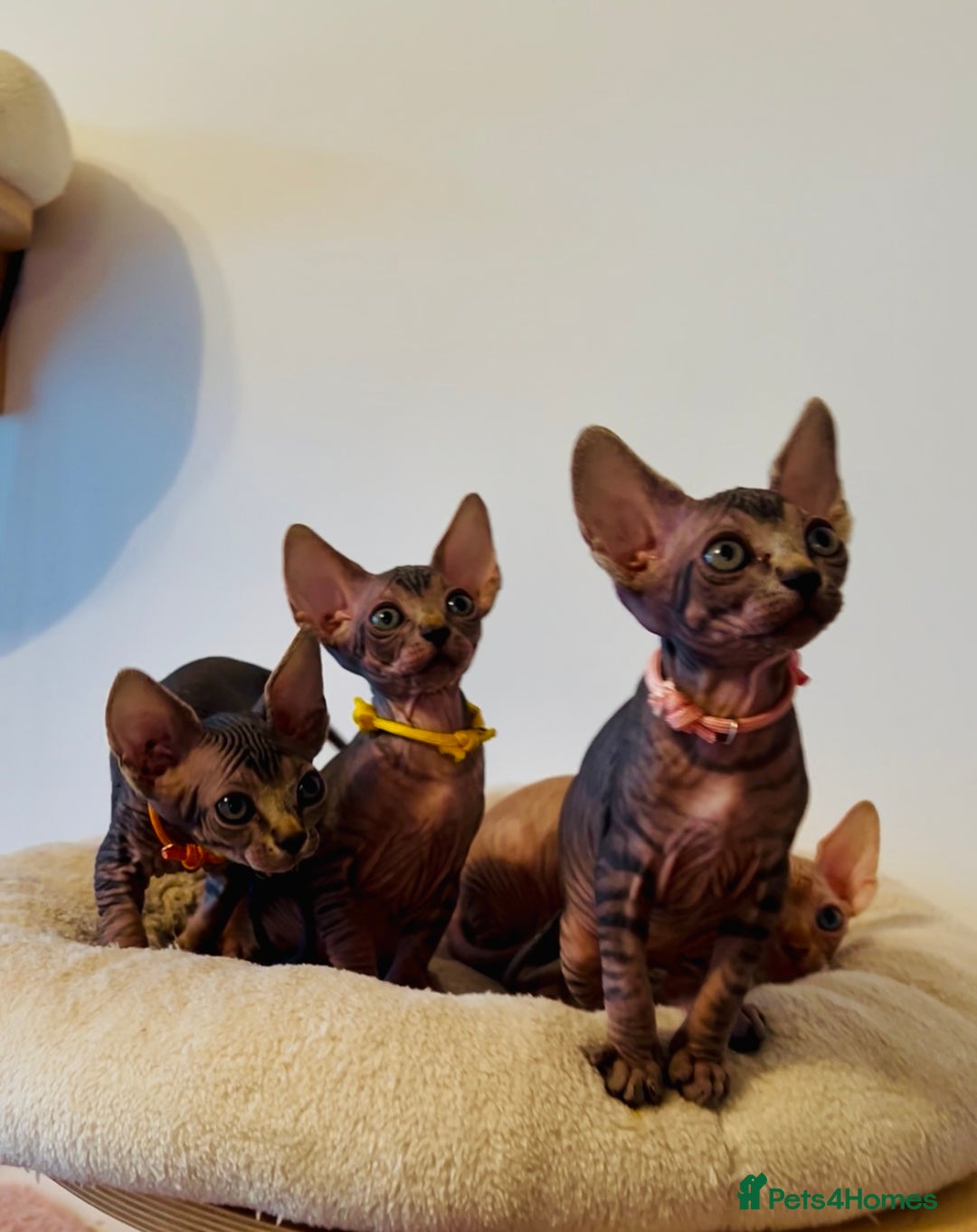 Sphynx cats for sale: HCM ******tery, pure Canadian Sphynx kittens  - Image 5