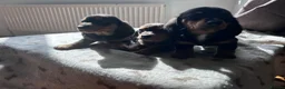 Miniature Dachshund dogs for sale: *** 3 beautiful mini dachshunds ** - Advert 32
