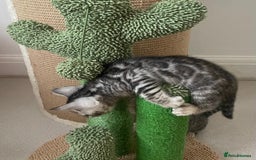Bengal cats for sale: Stunning Silver Bengal Kittens 😻 - Image 33