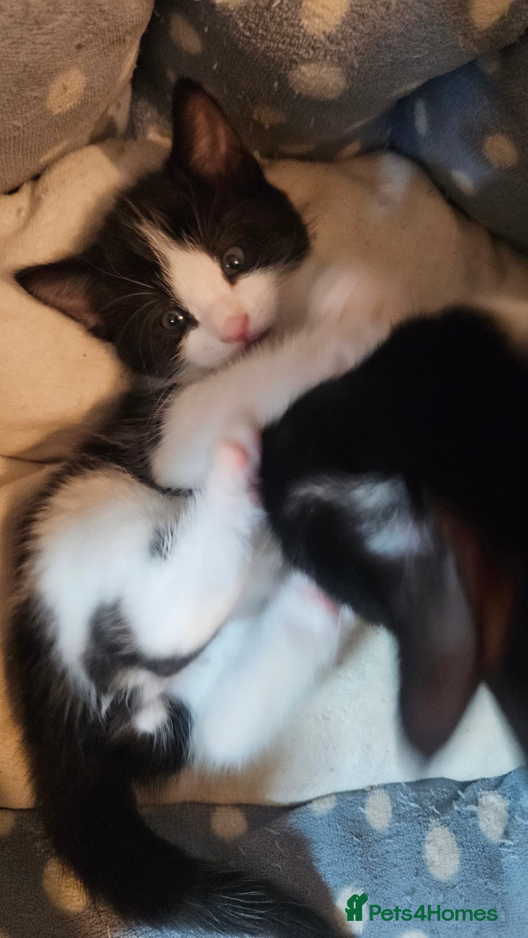 Mixed Breed cats for sale: Black and white 3 kittens for sale. 2 boys 1 girl. - Advert 11