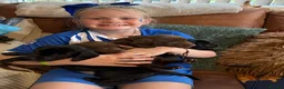 Mixed Breed dogs for sale: 5 week old Dachshund/ Springer Spaniel puppies - Advert 11